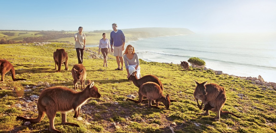 kangaroos_clifftops_cropped